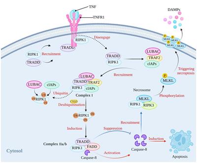 Necroptosis in bacterial infections